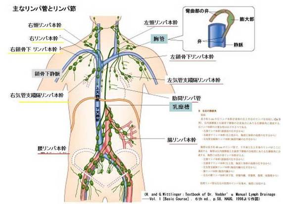 リンパ 腫れ 冷やす