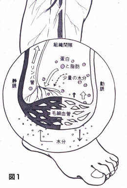 リンパ浮腫の出来かた 一般社団法人 日本リンパ浮腫学会