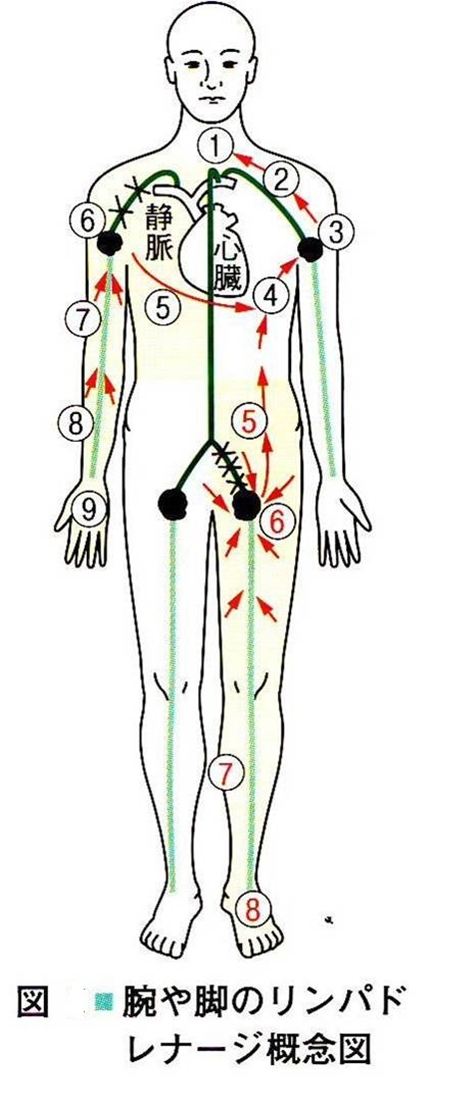 ３ リンパドレナージ マッサージ効果 一般社団法人 日本リンパ浮腫学会